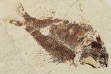 Cretaceous Fossil Fish & Lobster Association - Hakel, Lebanon #200631-2